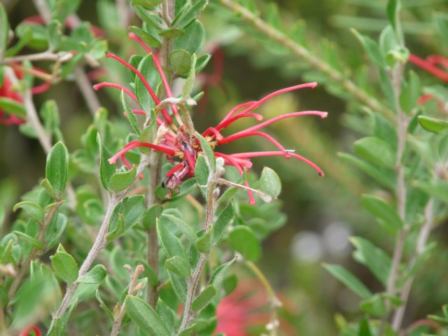 Red Spider Grevillea